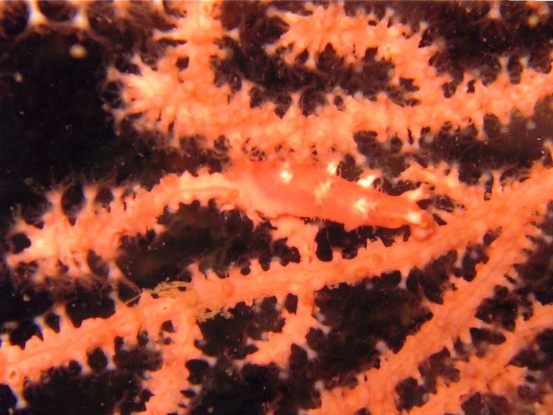 Duvaucelia odhneri on a sea fan.