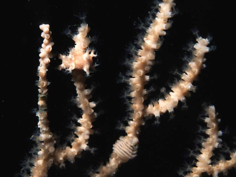 The sea slug Duvaucelia odhneri with its eggs.