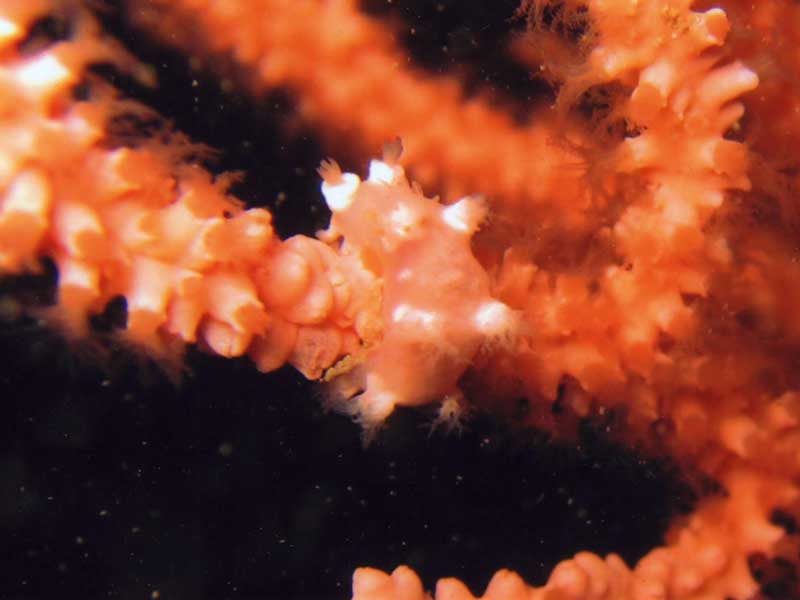 Close up view of Duvaucelia odhneri on a sea fan.