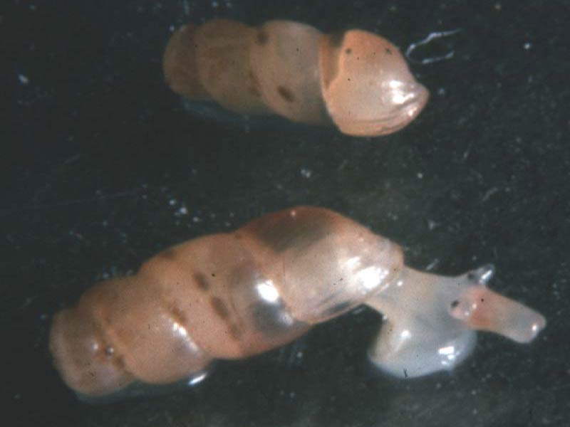 Two adult Truncatella subcylindrica, one crawling.
