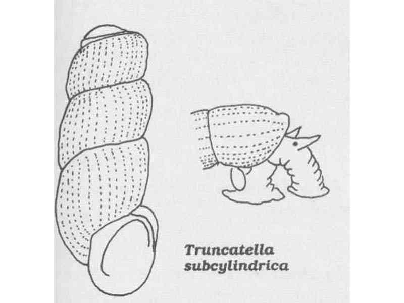 Image: Line drawing of Truncatella subcylindrica.