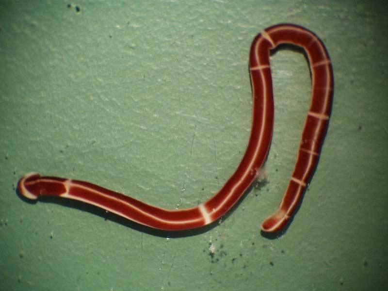 Tubulanus annulatus in a laboratory.