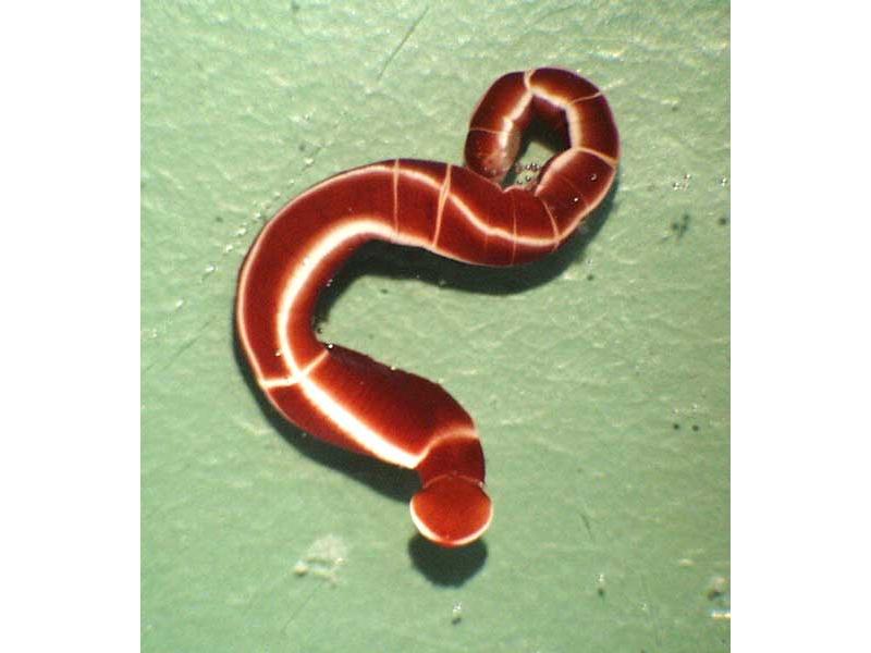 Close up of Tubulanus annulatus in a laboratory tank.