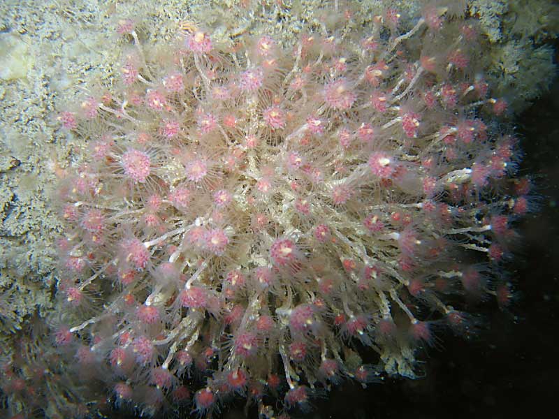 Tubularia indivisa bearing reproductive bodies in Lyme Bay, Devon.