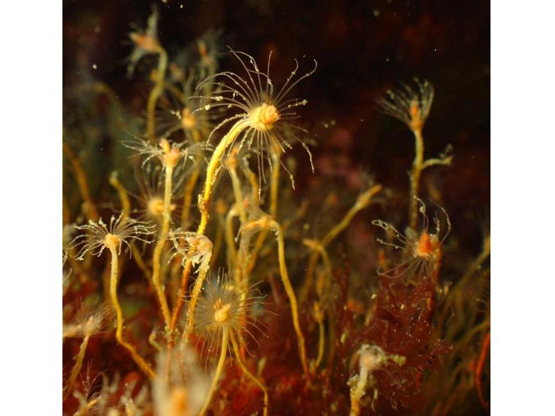 Tatty looking Tubularia indivisa individuals.