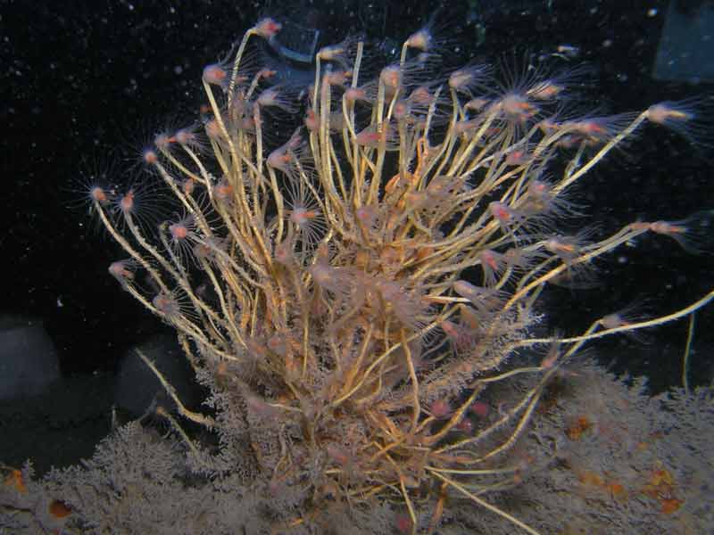 Tubularia indivisa experiencing relatively strong currents.