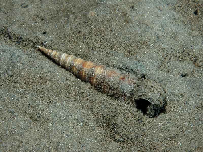 Image: Turritella communis shell lying in sand.