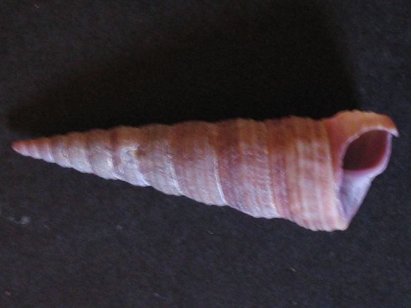 Turritella communis shell on a black background.