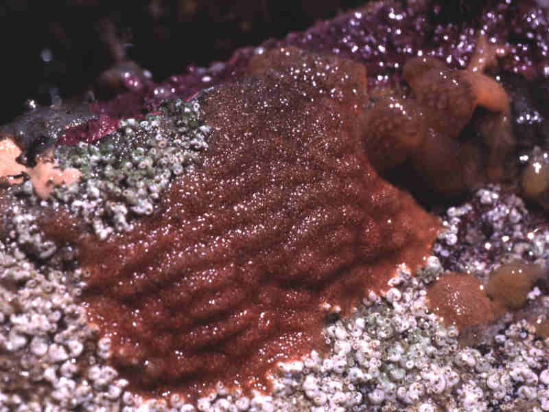 Image: Turbicellepora magnicostata on the underside of a boulder.