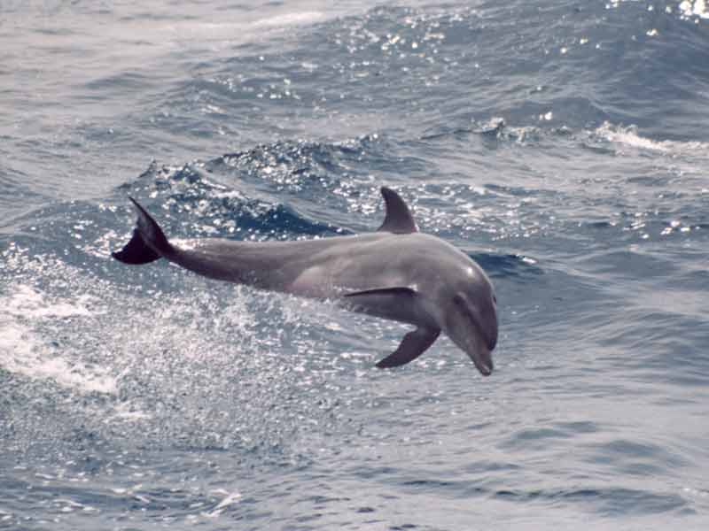 Tursiops truncatus breaching (note pinkish hue on belly).