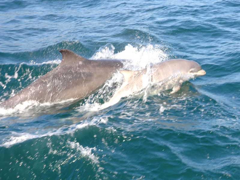 An infant Tursiops truncatus swimming ahead of an adult.