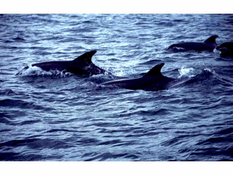 Common bottlenose dolphin pod at the surface.
