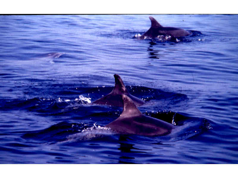 Bottlenose dolphin pod at surface.