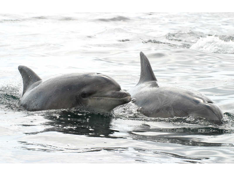 Tursiops truncatus highlighting shape of beak and head.