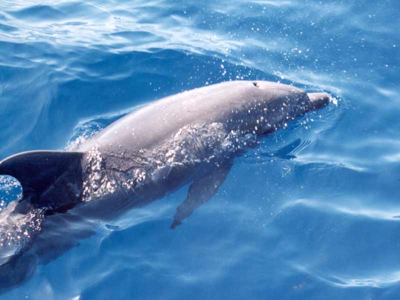 Common bottlenose dolphin breathing at the surface.