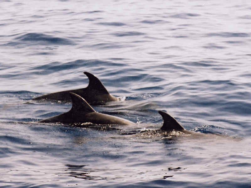 Pod of common bottlenose dolphins swimming at the surface.