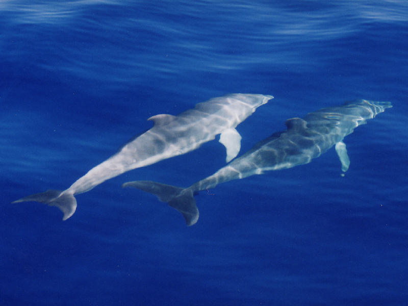 Pair of bottlenosed dolphins.