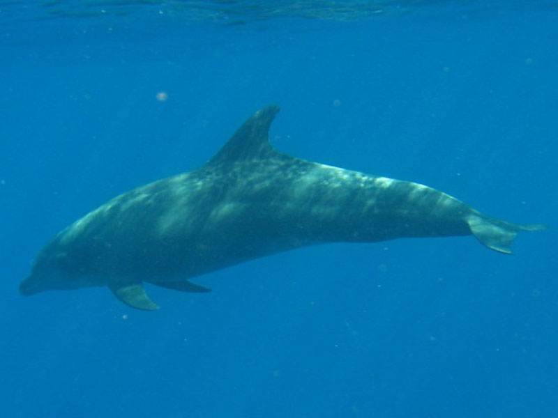 Tursiops truncatus underwater.