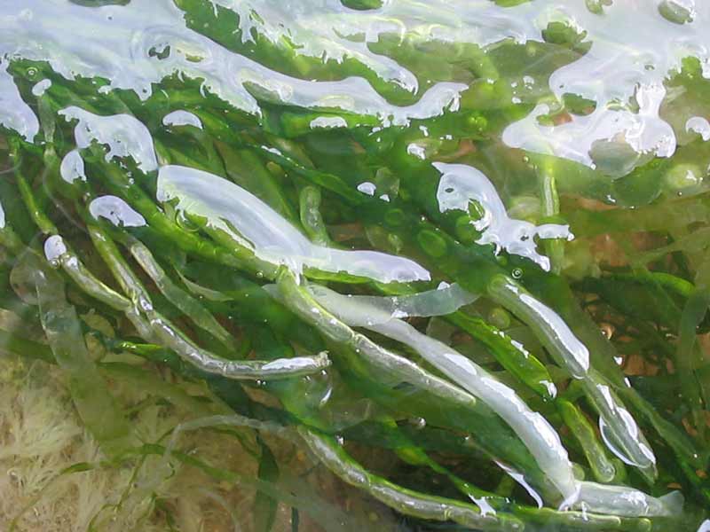 Close up of Ulva intestinalis in very shallow water.