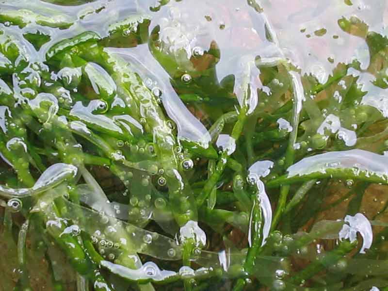 Ulva intestinalis traping small bubbles.