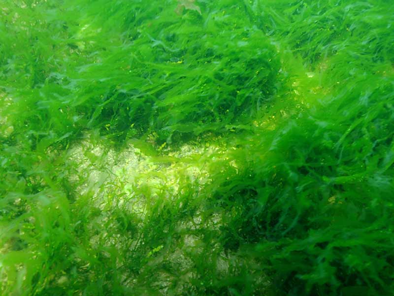 Ulva intestinalis at Bovisand, Devon.