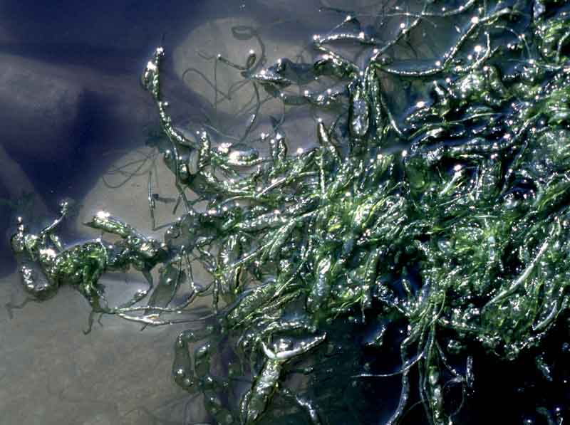 Ulva intestinalis in rock pool.