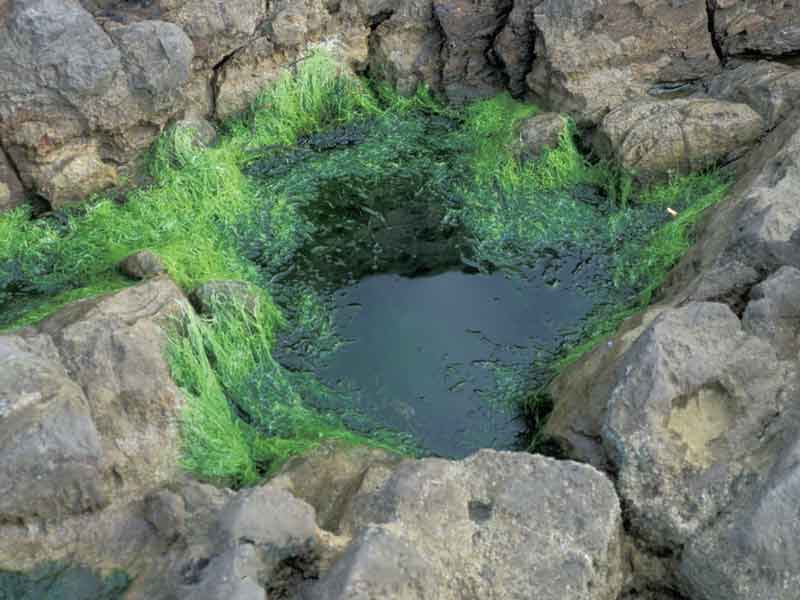 Splash zone pool dominated by Ulva intestinalis.