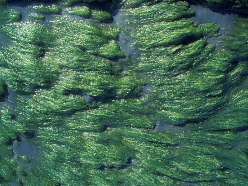 Area of freshwater runoff dominated by Ulva intestinalis in west Cornwall.