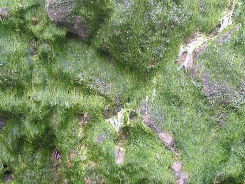 Ulva intestinalis drying out on a rock.