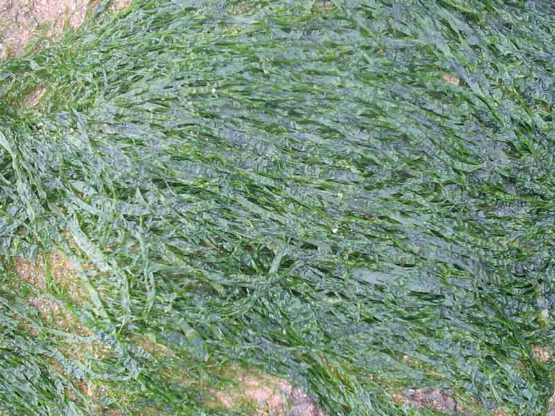 Dense patch of Ulva intestinalis on an intertidal rock.