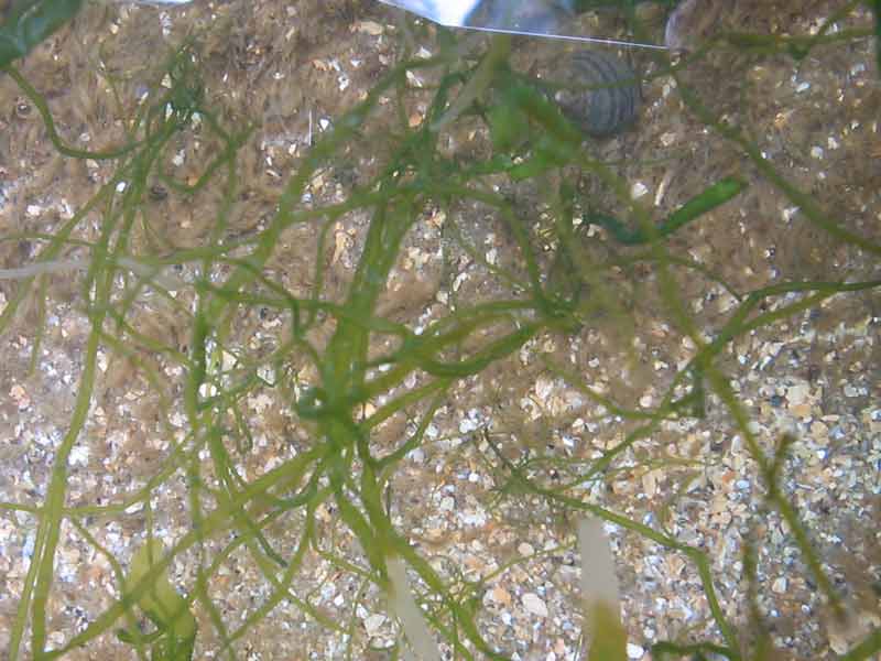 Loose strands of Ulva intestinalis in shallow water.