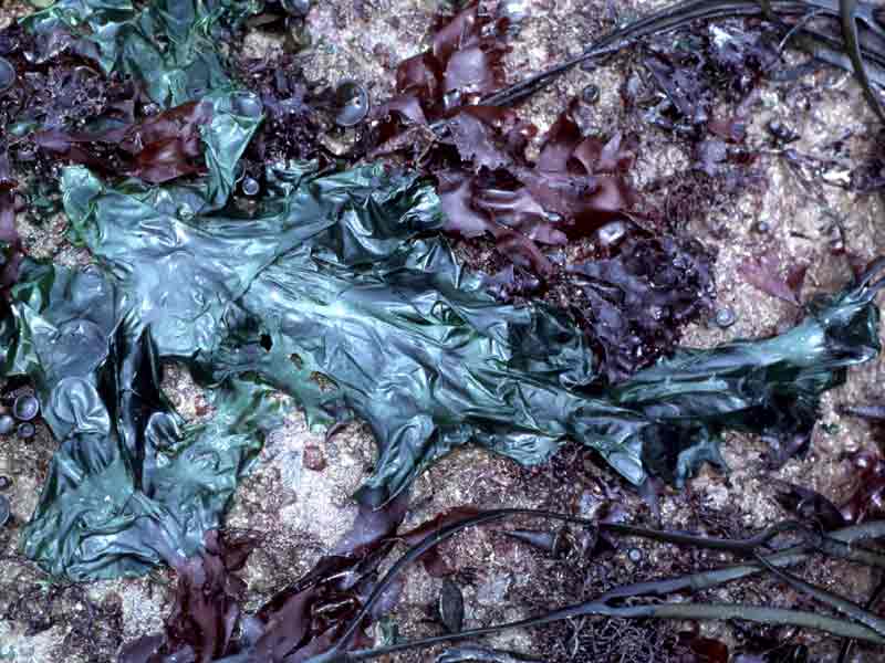 Ulva lactuca at low tide, surrounded by the purple fronds of Palmaria palmata.