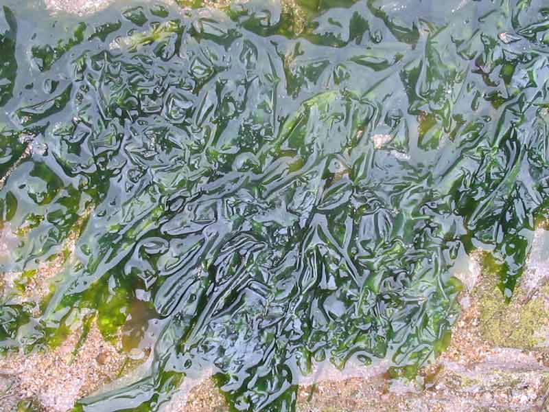 Ulva lactuca in shallow water.