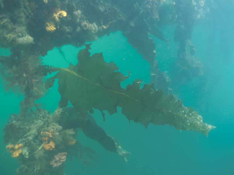 Undaria pinnatifida growing on pontoons at Queen Annes Battery, Plymouth Sound.