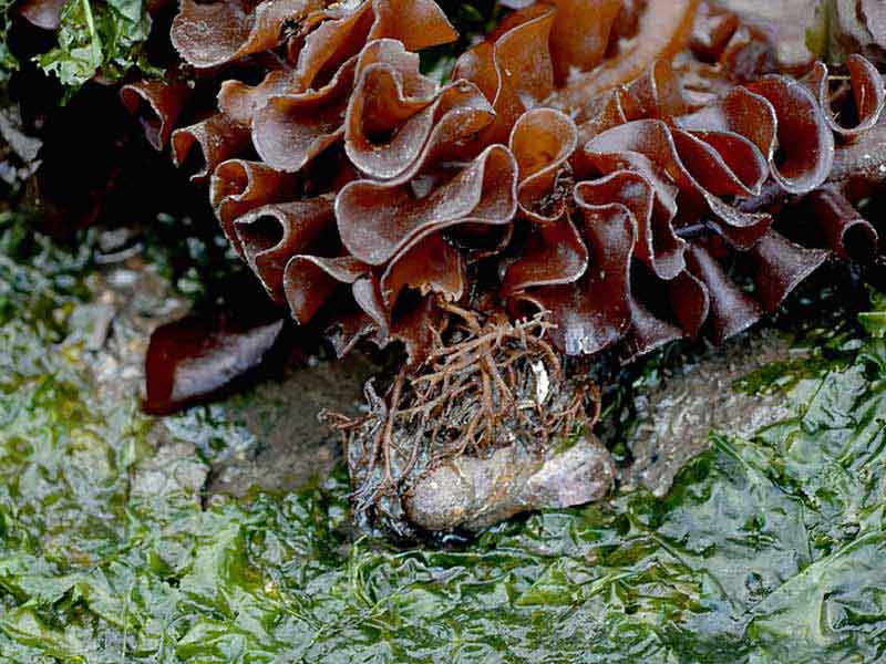 Undaria pinnatifida highlighting structure of fronds and holdfast.