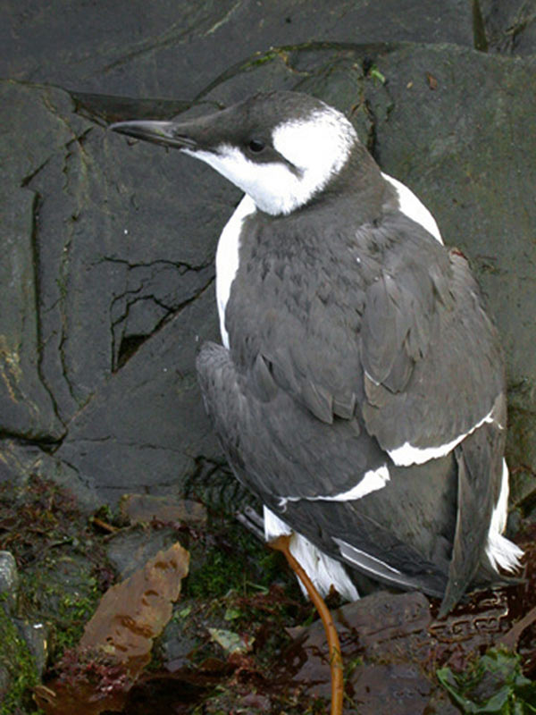 The common guillemot Uria aalge on the shore.