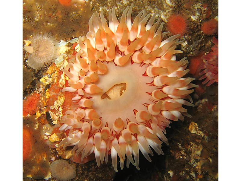 Urticina felina at Scapa Flow, Orkneys.