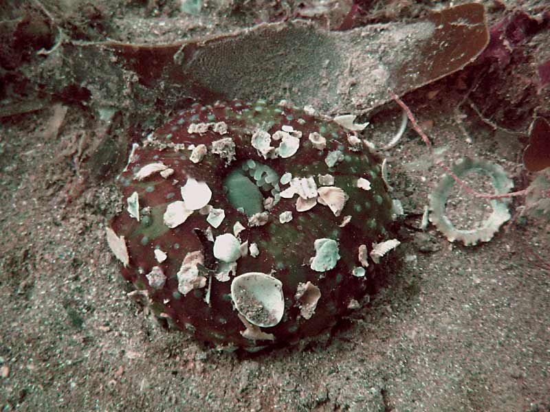 The dahlia anemone Urticina felina fully retracted. Column showing characteristic warts (verrucae) and adherent debris.