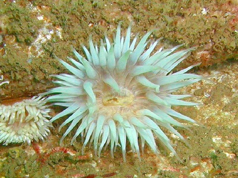 A blue colour morph of Urticina felina.