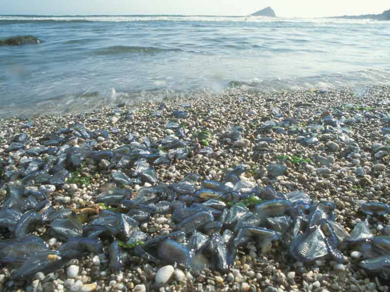 Velella velella washed ashore.