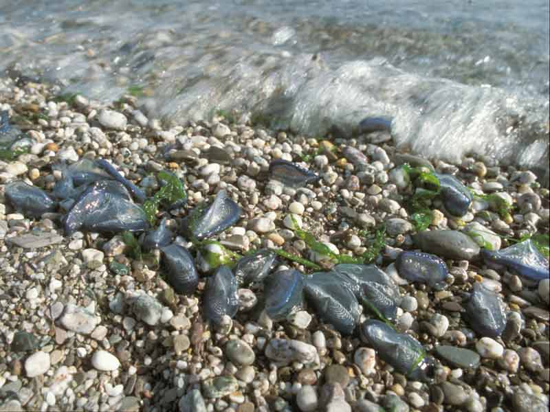Velella velella stranded on the shore.