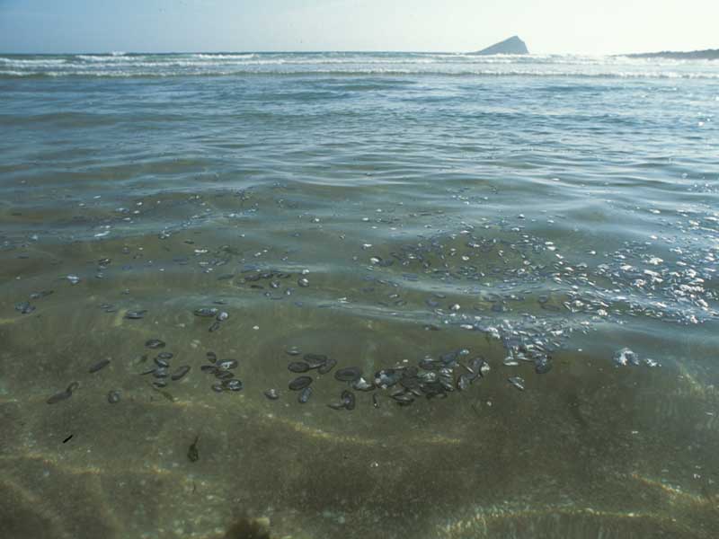 Velella velella being washed ashore.