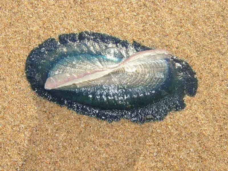 Velella velella stranded on a sandy shore.