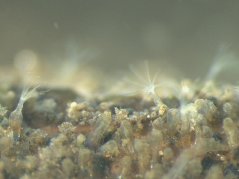 Image: Lophophores and zooids of Victorella pavida.