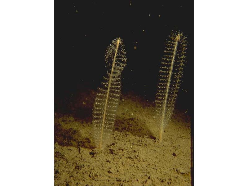 Sea pens, Virgularia mirabilis extending from muddy sediment.