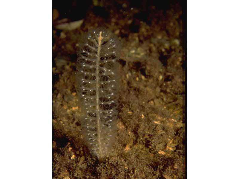 Virgularia mirabilis embedded in sediment.