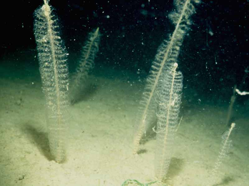 Virgularia mirabilis embedded in sediment; 5 colonies shown.