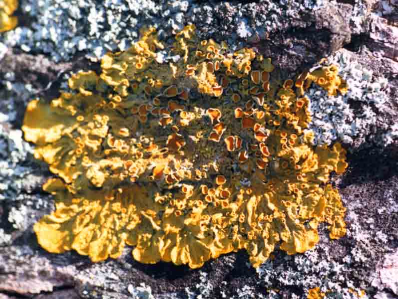 Xanthoria parietina on bark.