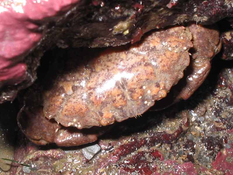 Front end of Xantho pilipes protruding from a crevice.