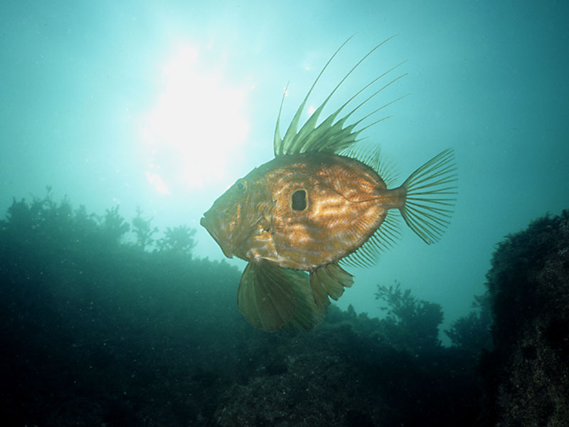 Zeus faber swimming to the surface in the Channel Isles.